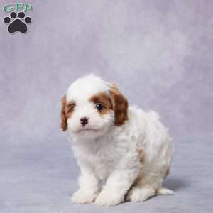 Paris, Cavapoo Puppy